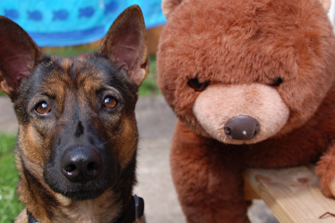 How to Choose Safe Pet Toys